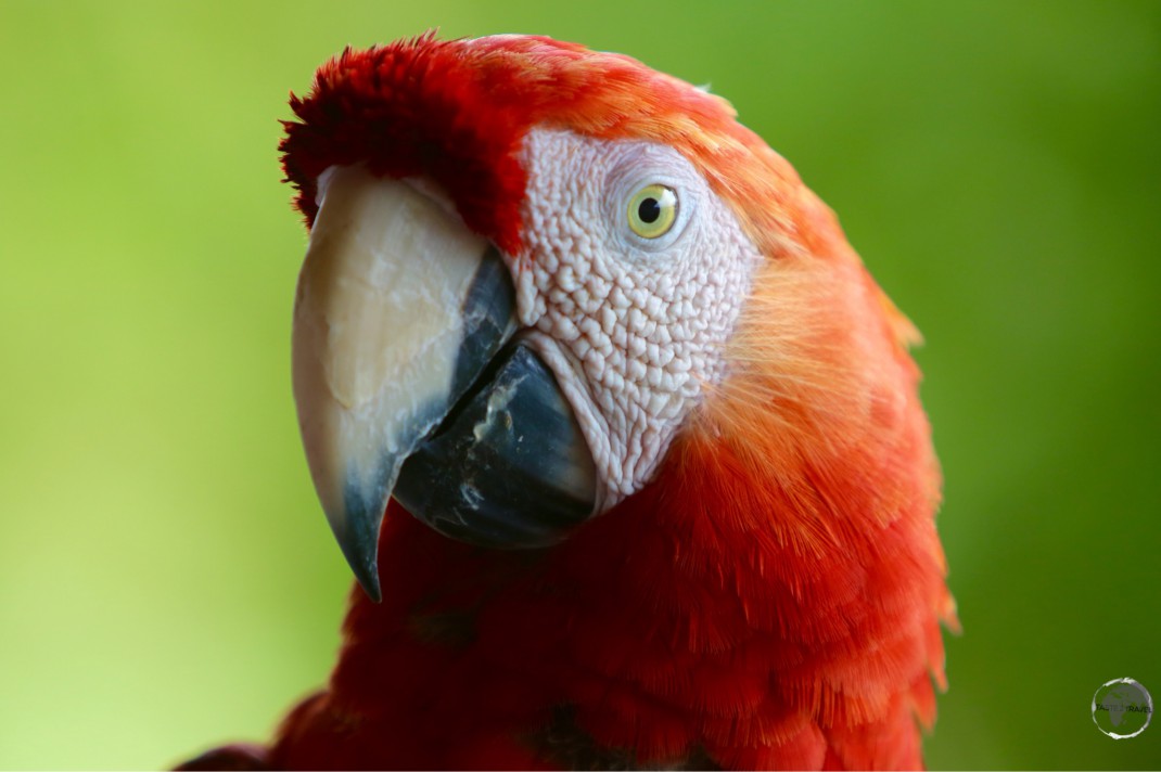 A red Macaw on Îles du Salut.