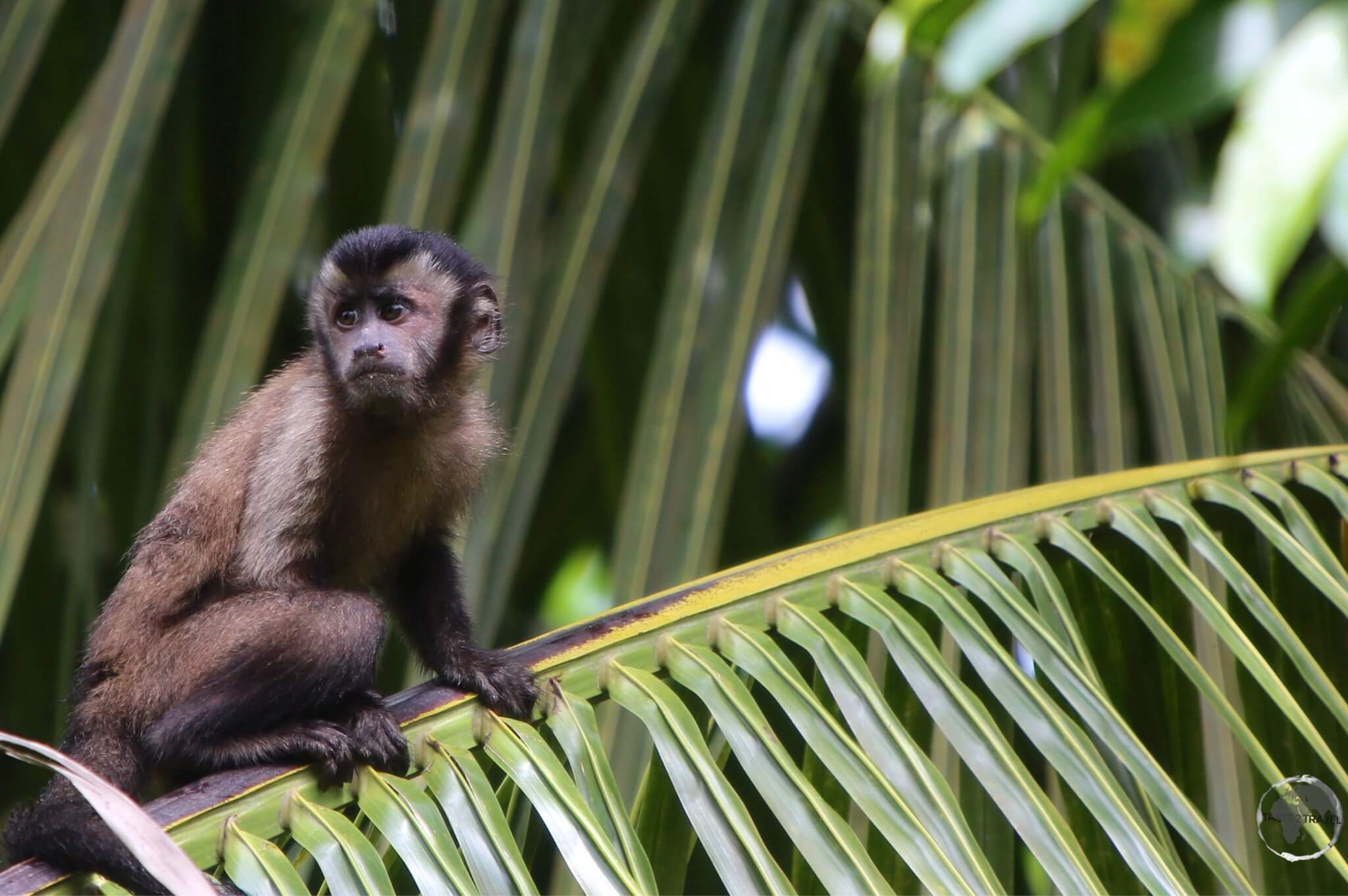 French Guiana Travel Guide: Capuchin monkey on Îles du Salut.