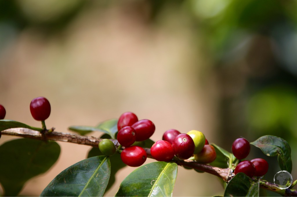 The famous Geisha coffee at Finca Lerida. The beans sell in Japan for US$260 per kilo.