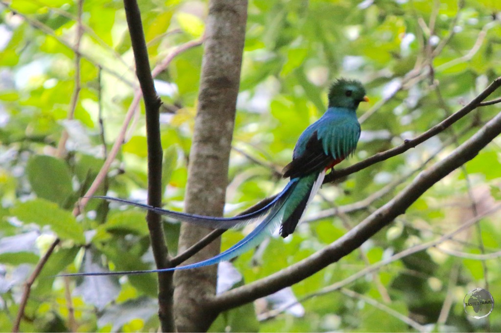 The even more resplendent (male) Quetzal near Finca Lerida.