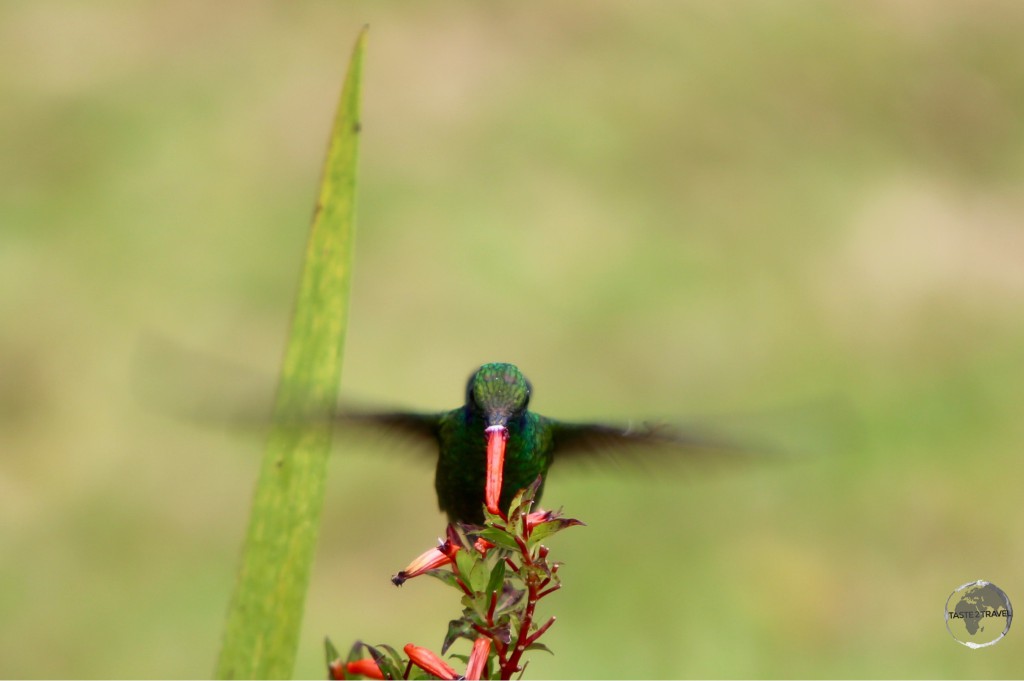 Green-Violet eared hummingbird at Finca Lerida