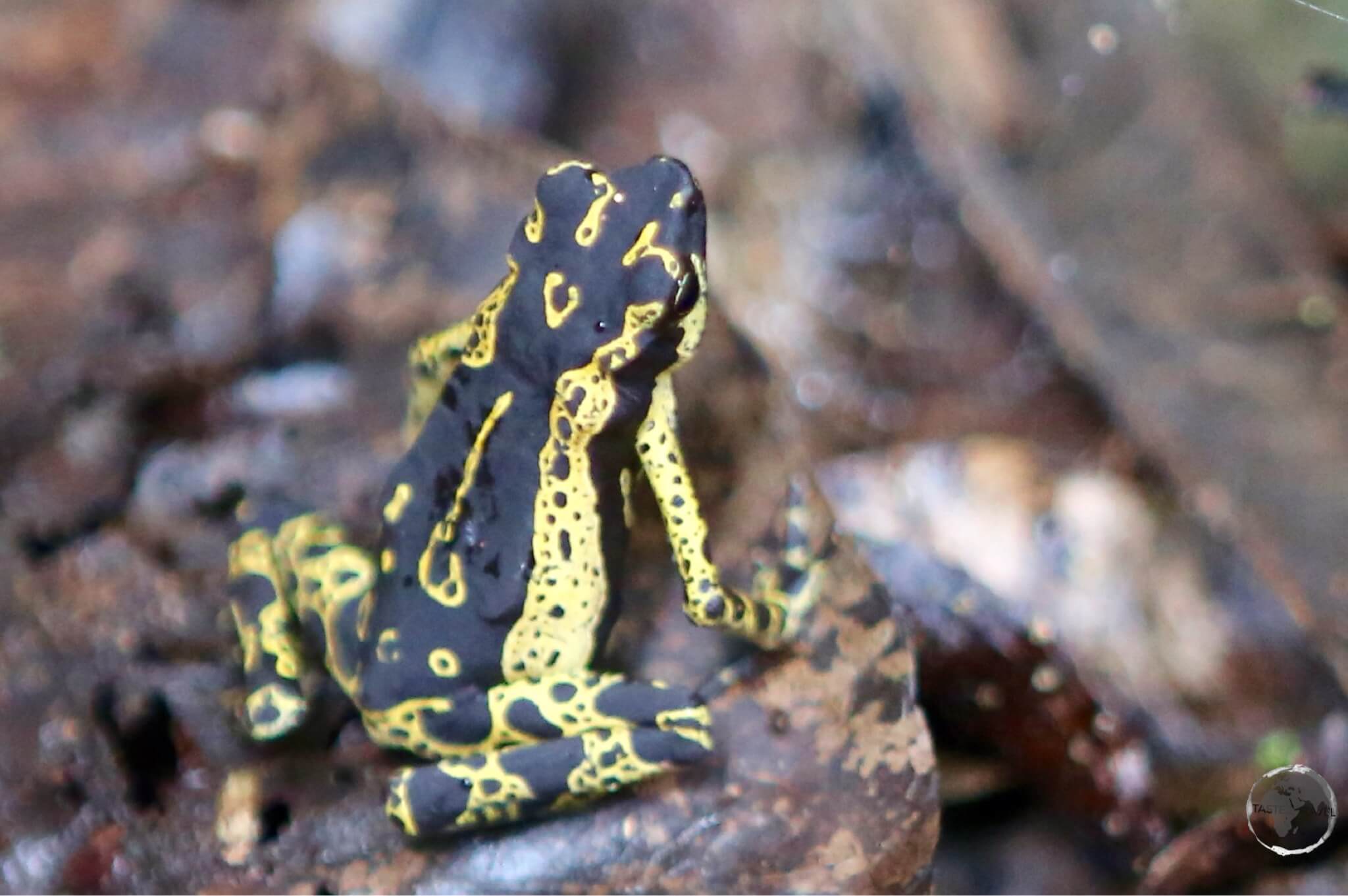 Hoogmoed harlequin toad at Brownsberg National Park.