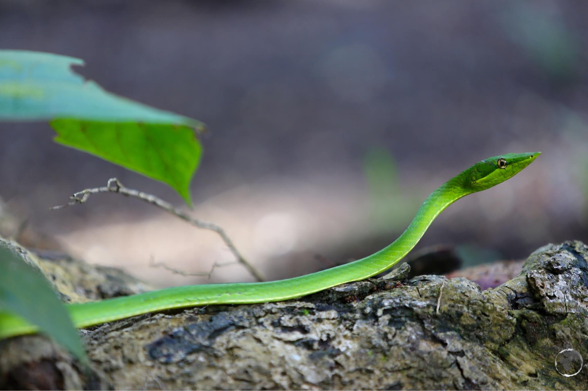 A Parrot Snake at Iwokrama Forest.