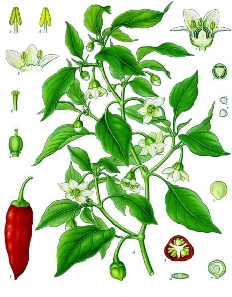 A Cayenne Pepper Plant.