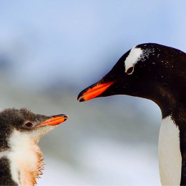 Port Lockroy Gentoo Penguins