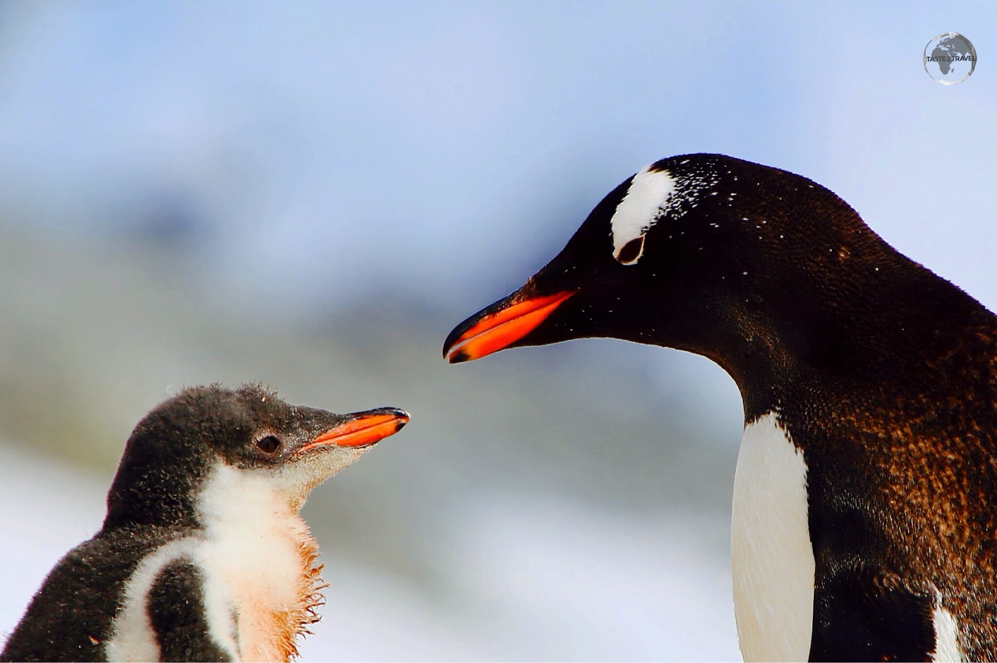 Port Lockroy Gentoo Penguins