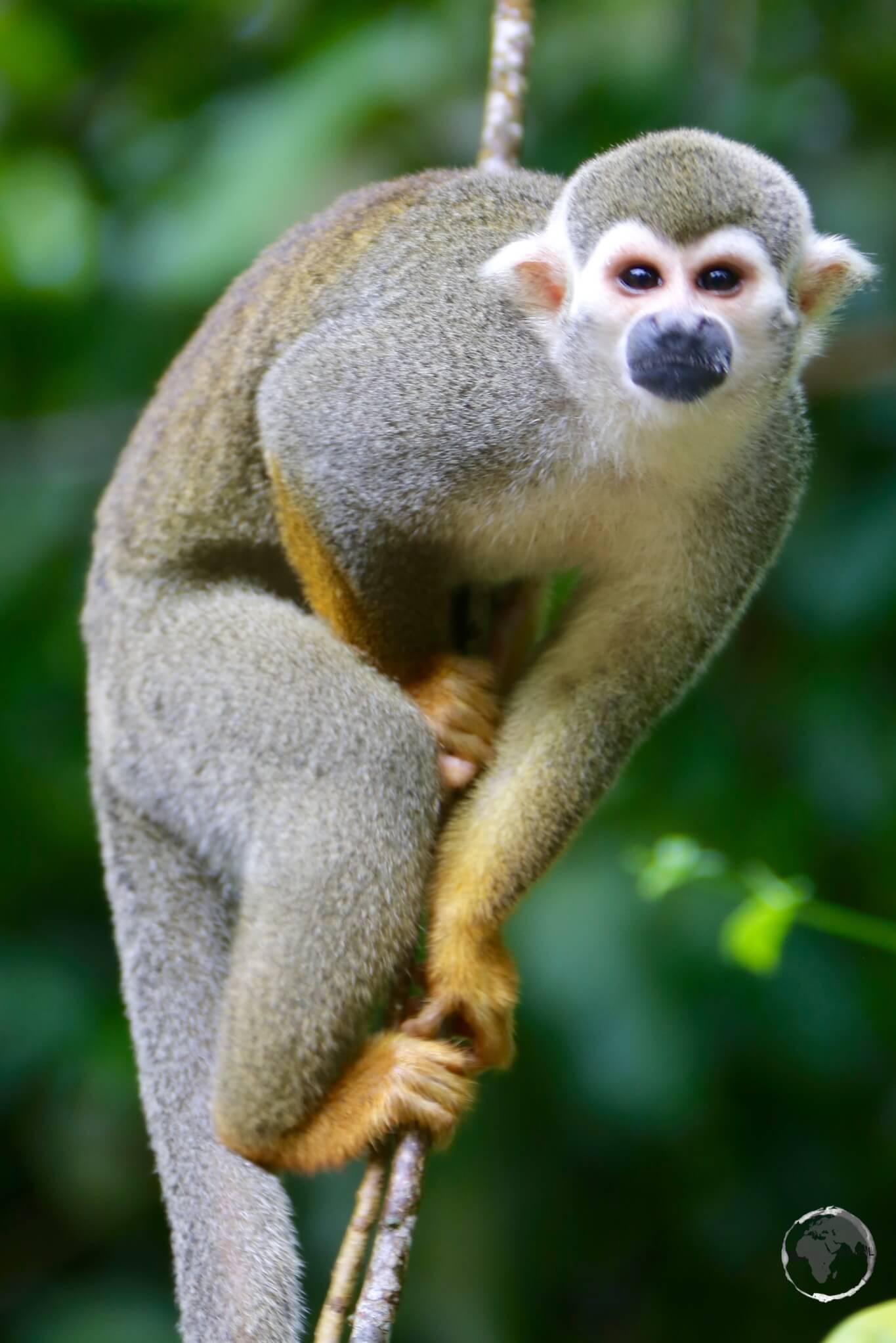Squirrel Monkey on Îles du Salut.