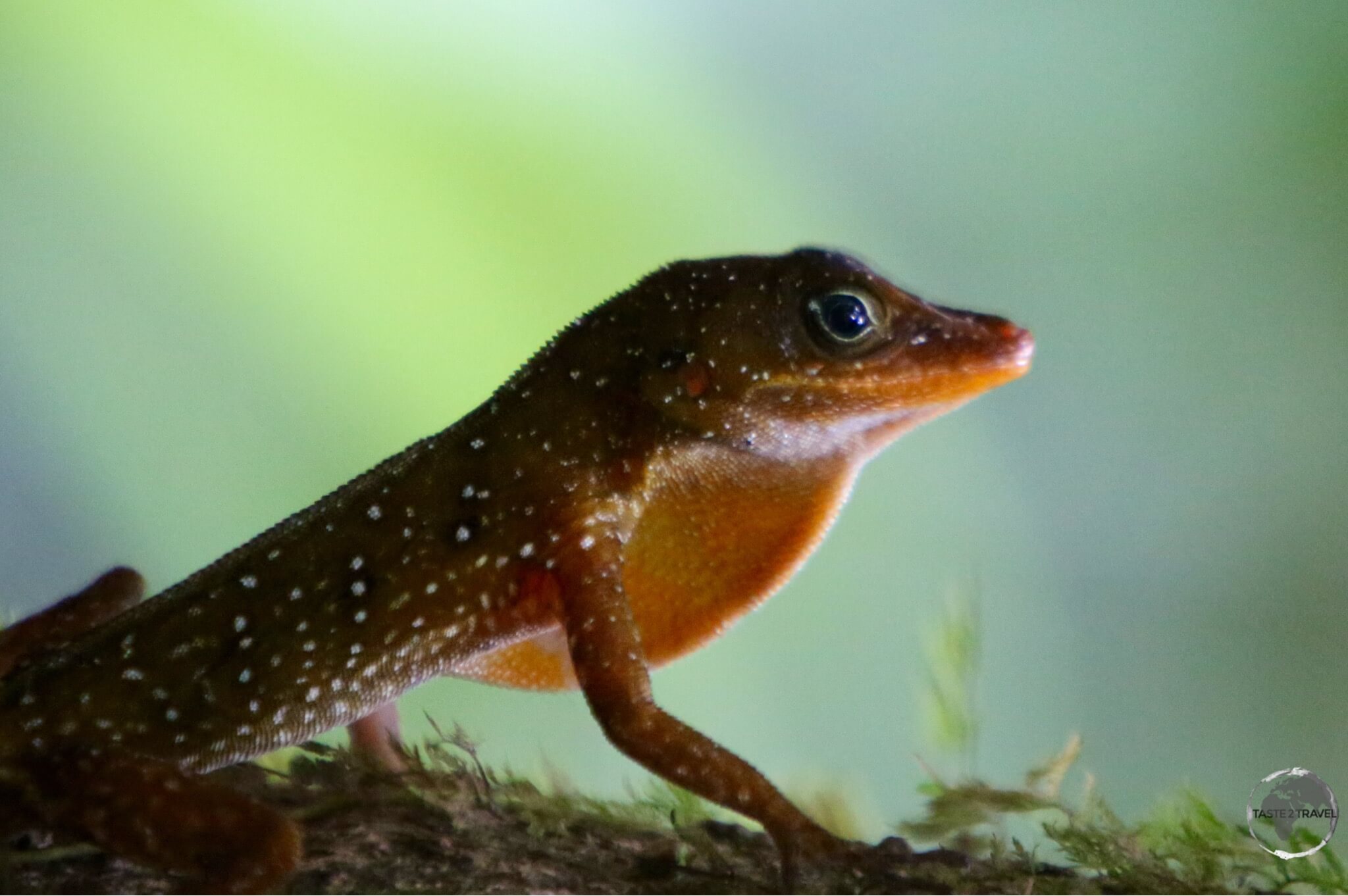 Dominican tree lizard - or 'Zandoli' at the Emerald Pool, Dominica.