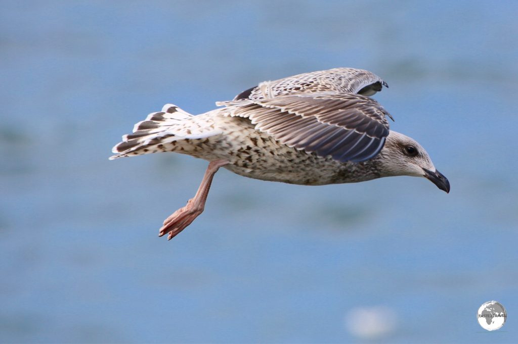 Icleandic seagull flying at Ólafsvík.