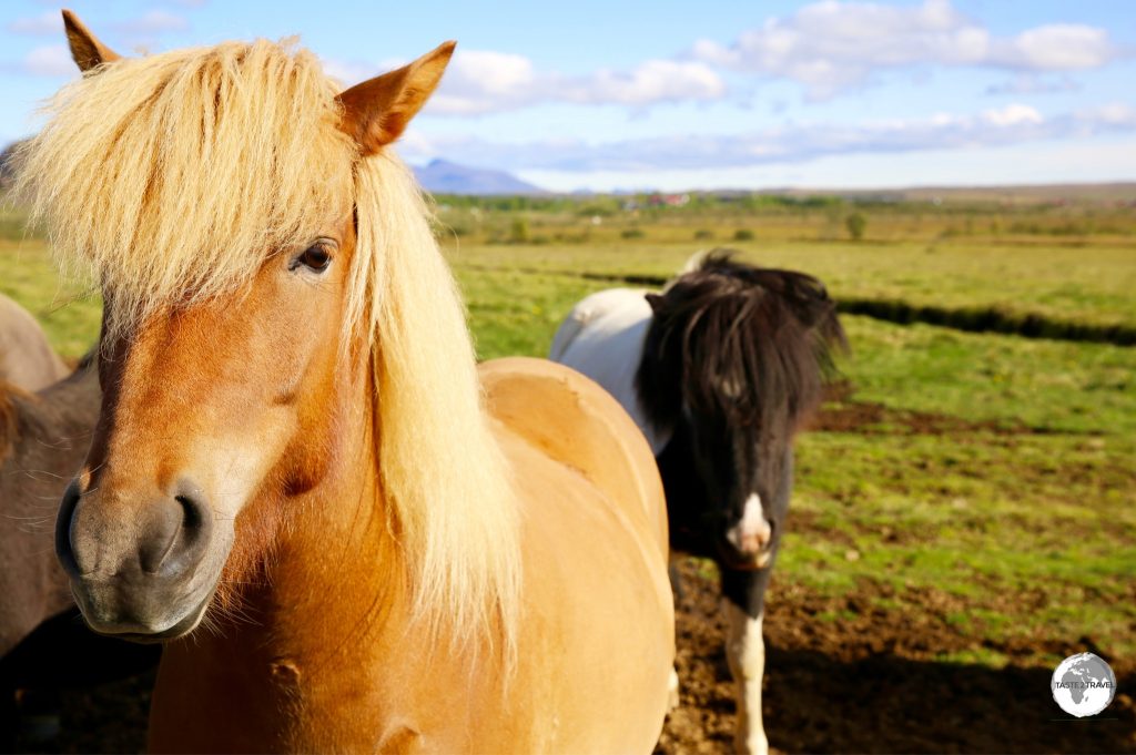 Icelandic horses on the Golden Circle.