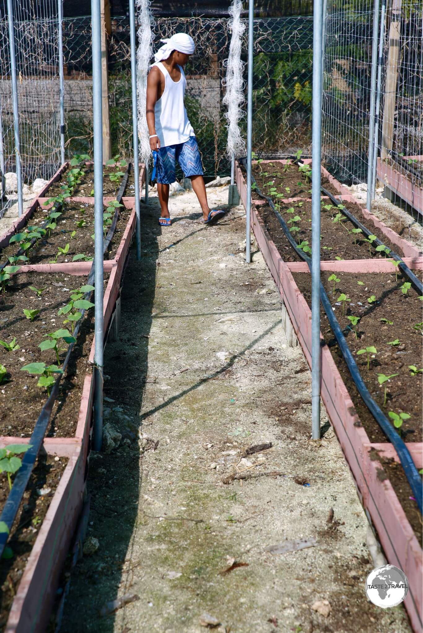 A Tuvaluan worker tending the vegetable garden at the Taiwan-sponsored project. 