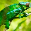 Like so many creatures on Reunion, the striking Panther Chameleon was introduced to the island from Madagascar.