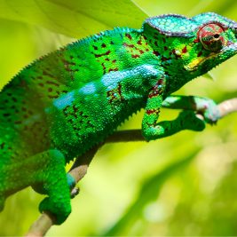 Like so many creatures on Reunion, the striking Panther Chameleon was introduced to the island from Madagascar.