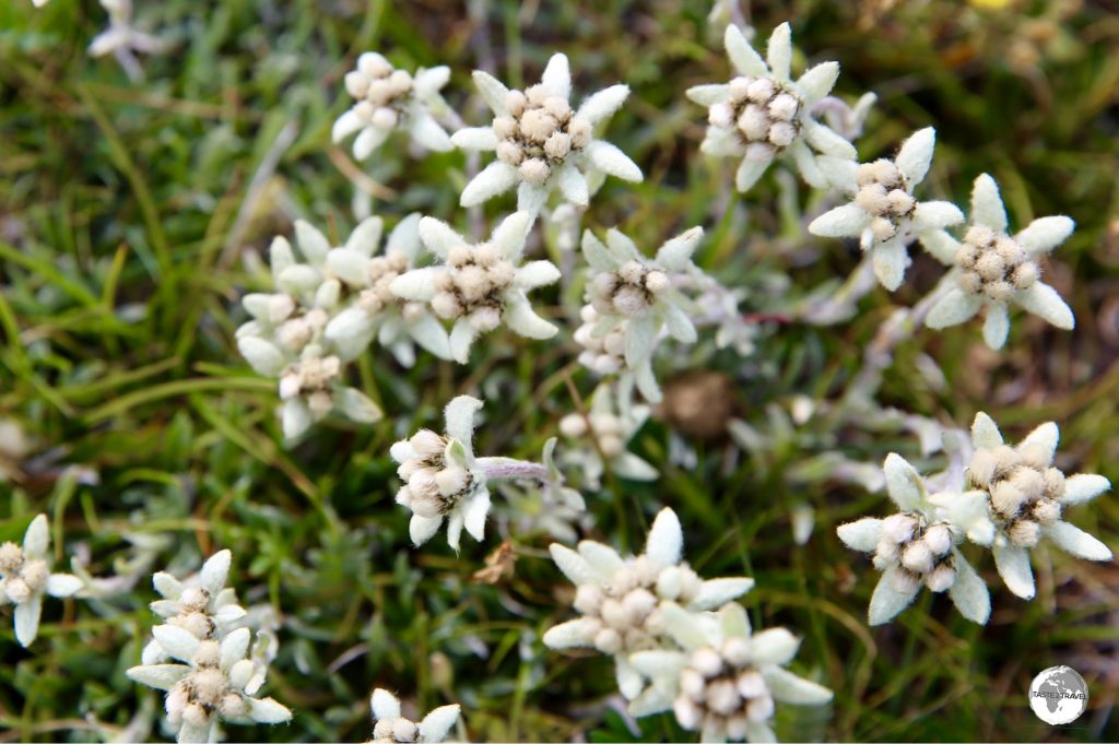The meadow surrounding lake Son-Kul is carpeted in Edelweiss.