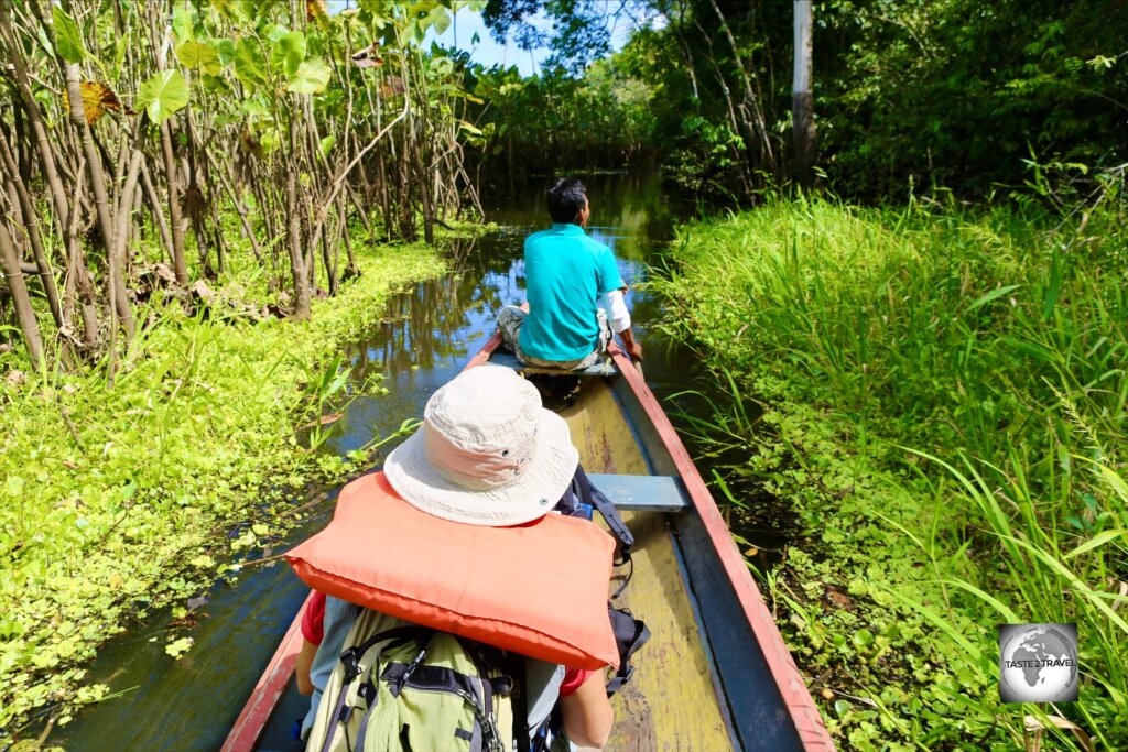 The kayak journey through an Amazon swamp to the Marasha Nature Reserve which lies in Peru opposite Leticia (Colombia).