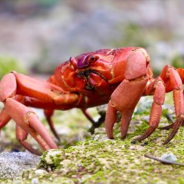 Cover Photo: Christmas Island Red Crab.