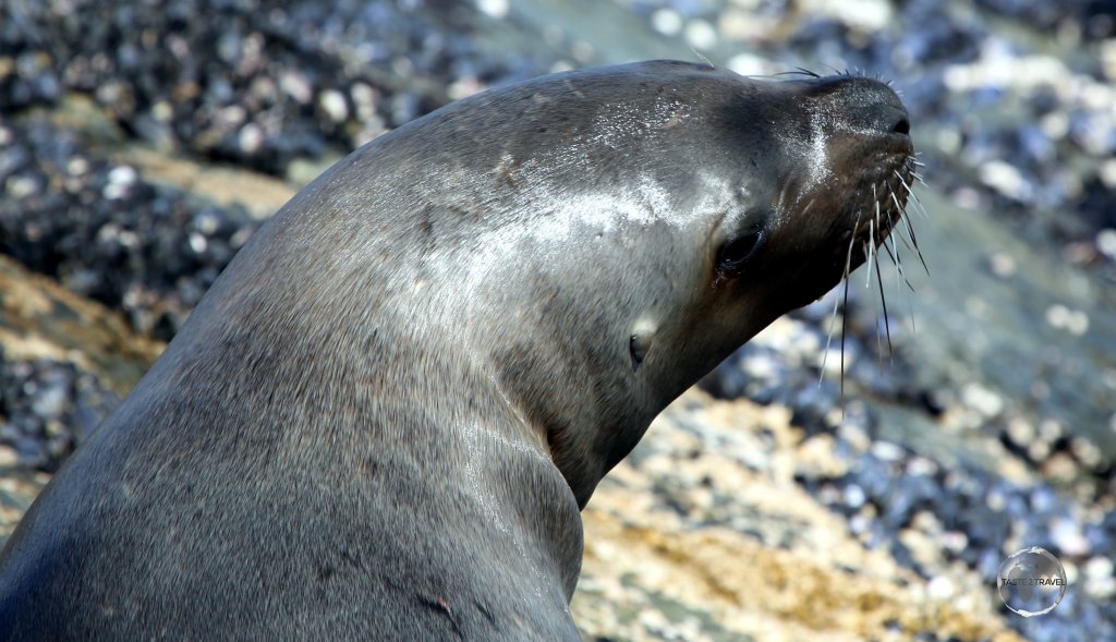 The South American sea lion is found along the coasts and offshore islands of South America, from Peru south to Chile and Argentina.