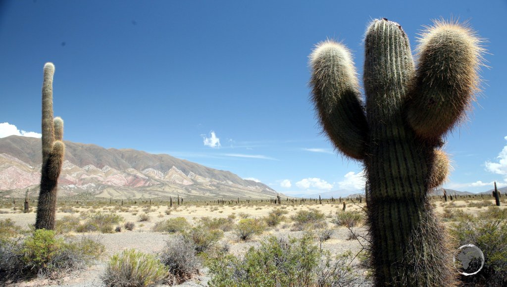 Cardon Grande cacti stand sentinel in the Los Cardones National Park, near Salta.