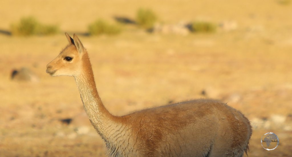 The smallest member of the camelid family, Vicuña's, such as this one at the Salar de Uyuni, live in the high alpine areas of the Andes.