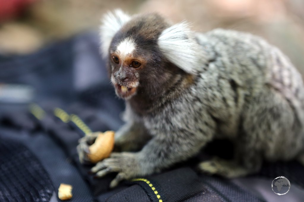 A very cute Common marmoset, seen here at Pipa beach eating a cashew on my camera bag, is a New World monkey which is native to the north-eastern coast of Brazil.