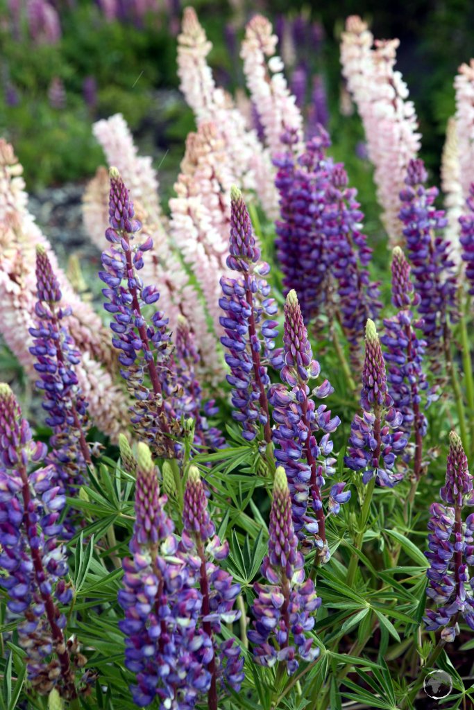 Lupins growing in a meadow on the slopes of Osorno volcano in southern Chile.