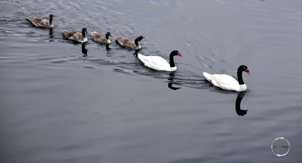 The black-necked swan, such as this family at Castro, can be found throughout the southern regions of South America and the Falkland Islands.