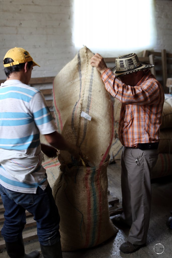 A worker at Hacienda Venecia wearing a traditional straw 'Sombrero Vueltiao', a traditional hat from Colombia - bagging coffee beans, ready for shipment.