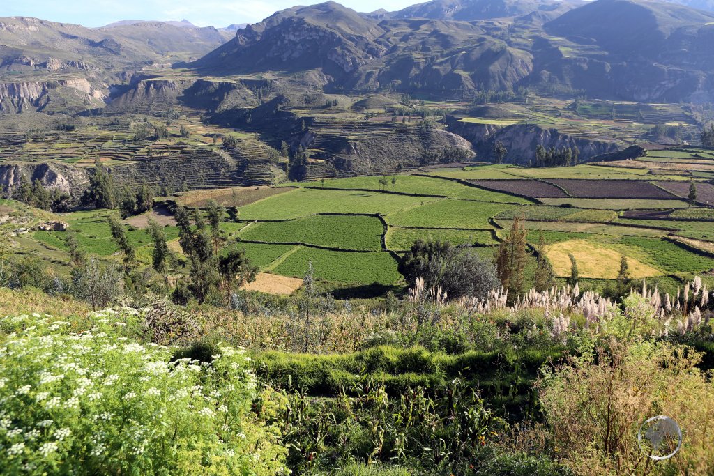 The local inhabitants of the Colca valley of southern Peru maintain their ancestral traditions and continue to cultivate the pre-Inca stepped terraces, called 'Andenes'.