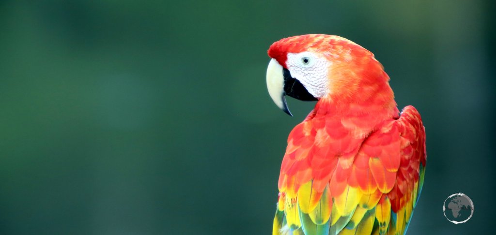 A Scarlet Macaw, the largest of all parrots, at Marasha Nature Reserve in the Peruvian Amazon.