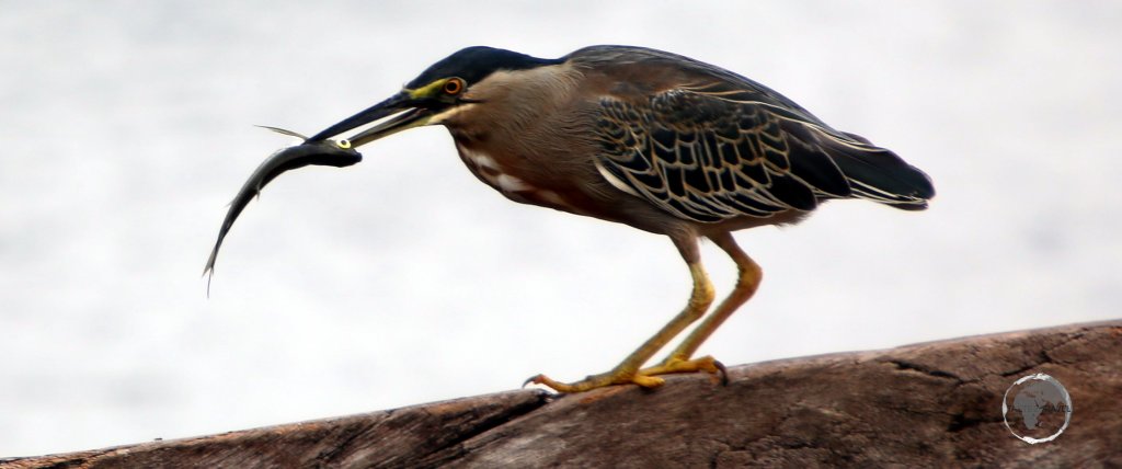 A Striated Heron, catching lunch at Marasha Nature Reserve in the Peruvian Amazon.