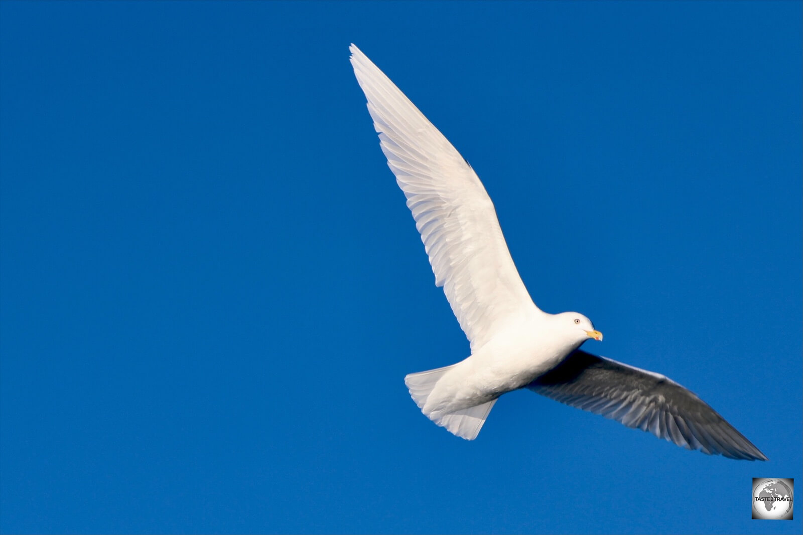 The deck of the Sarfaq Ittuk provides perfect wildlife viewing.