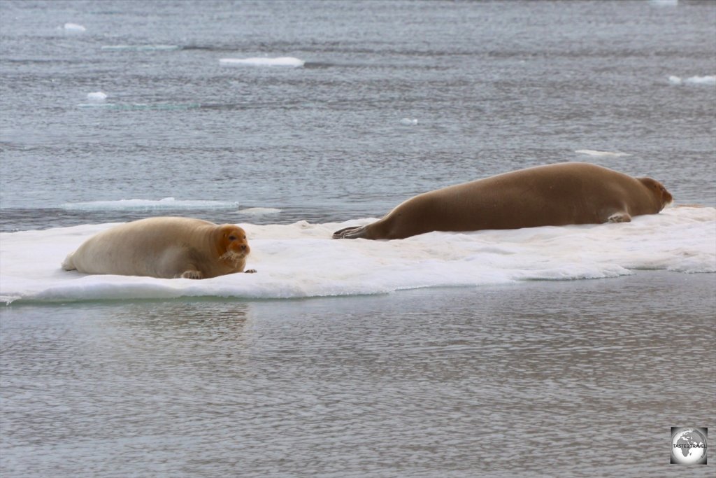 A pair of Bearded seals, resting on sea ice at Nordenskiöld Glacier.