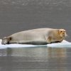 The largest of the Arctic seals, Bearded seals, such as this one at Nordenskiöld Glacier are almost always seen resting on sea ice and rarely on shore.