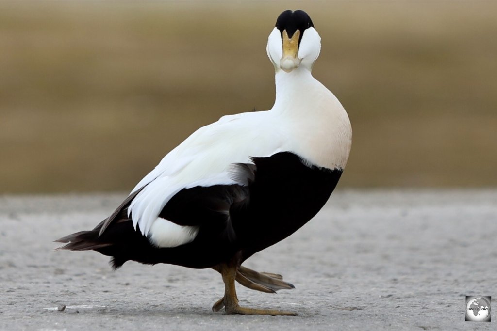 A male Common Eider duck in Longyearbyen.