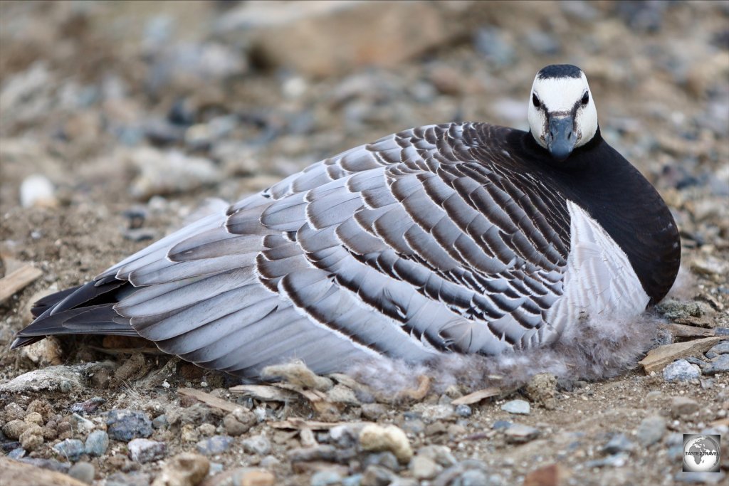 With almost identical plumage, the only different between male and female Barnacle geese is that females are slightly smaller than the males.