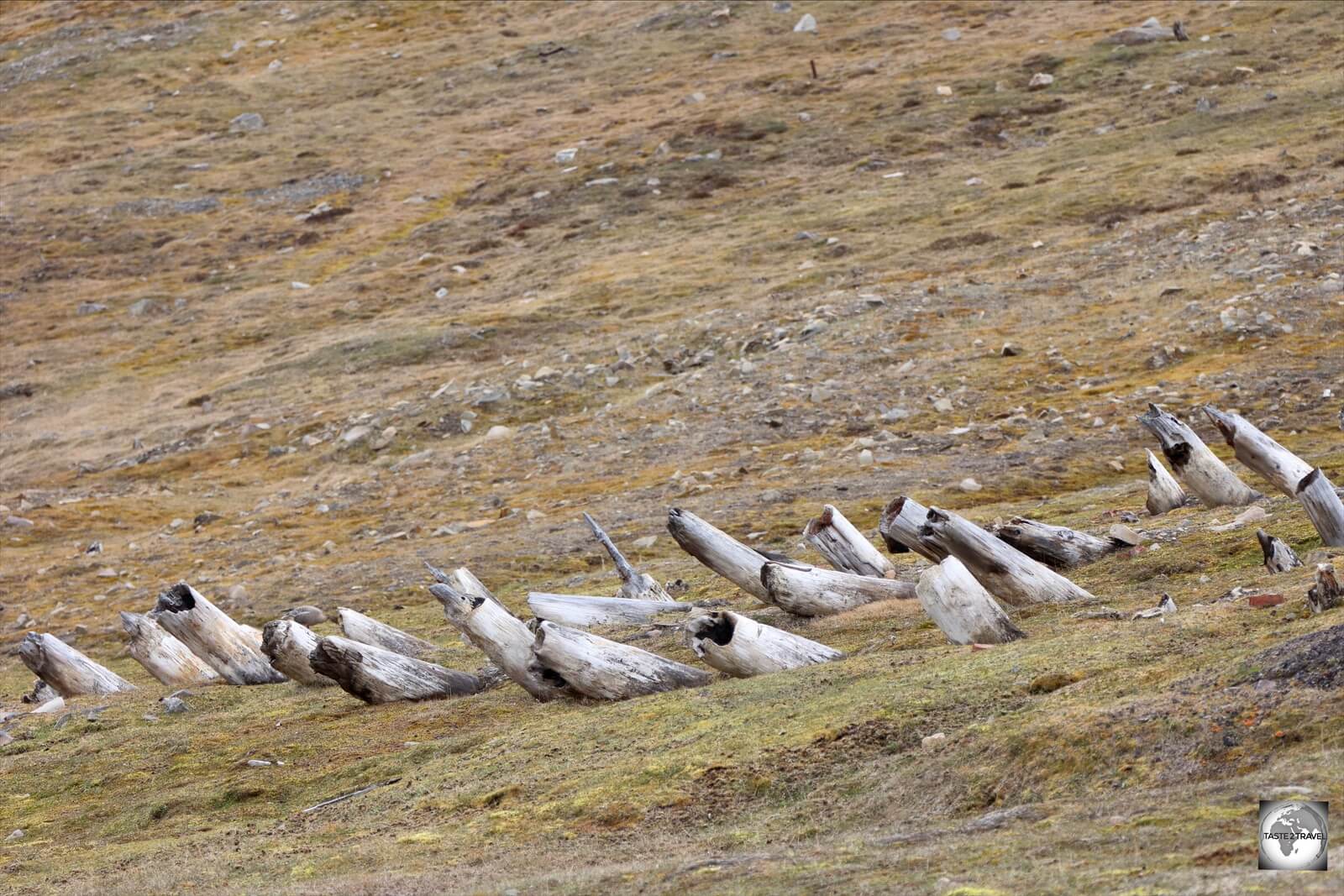 Foundation supports, from one of the original buildings in Longyearbyen, have been tilted by the movement of the underlying permafrost.