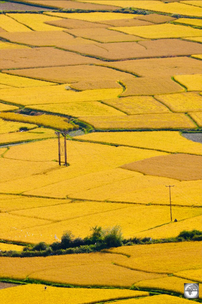 Golden rice paddies in Paro Valley.
