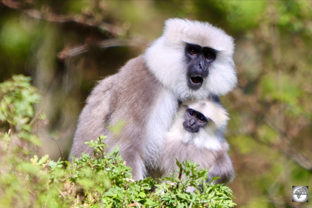 A Gray Langur monkey and her infant at the Dochula Pass.