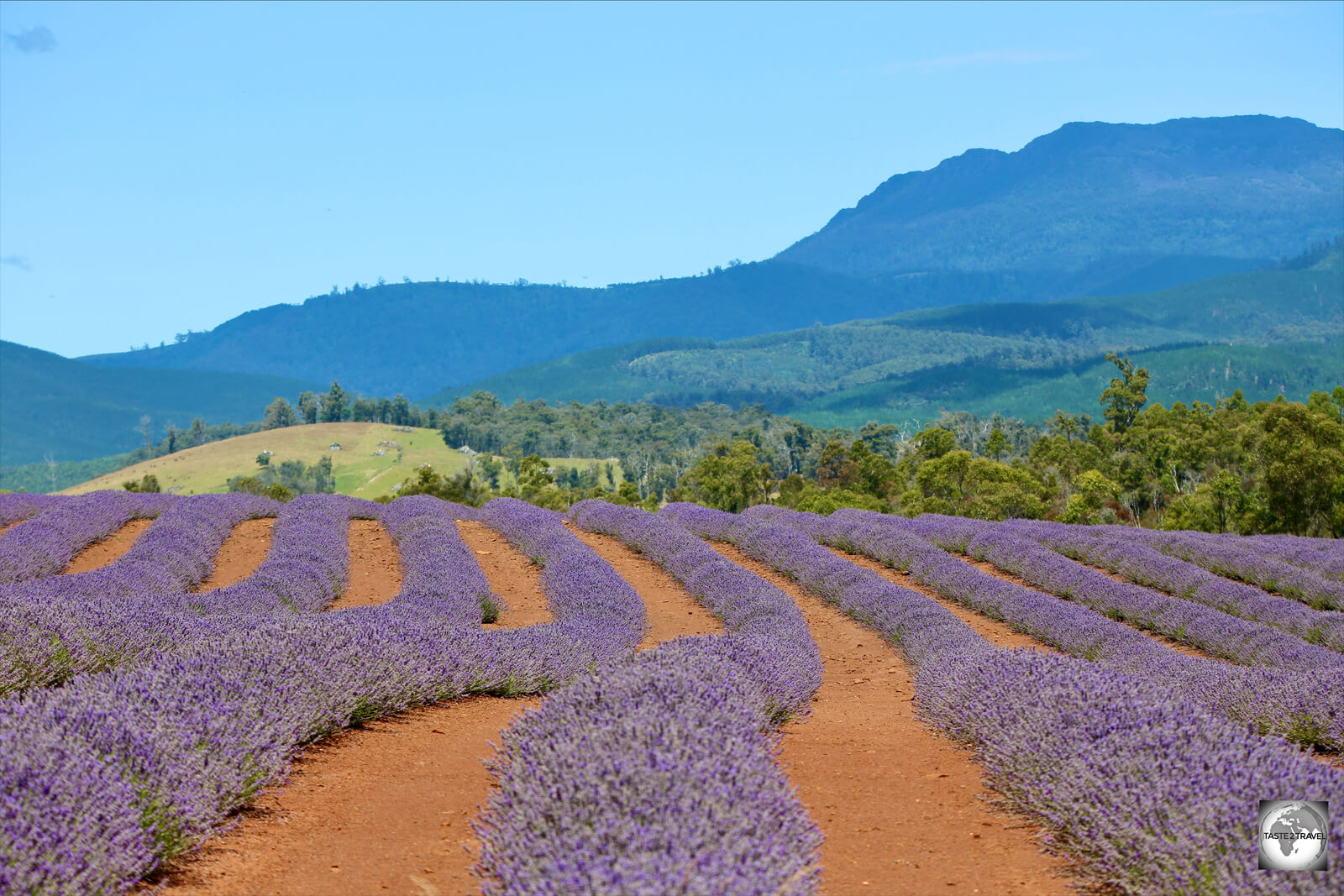 Lavender Farm, Bridestowe Lavender Estate, Tasmania