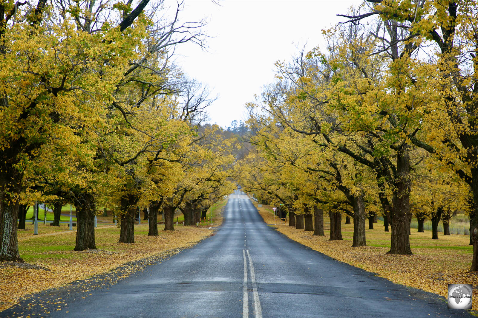 Autumn Leaves in the New England region, Armidale, NSW