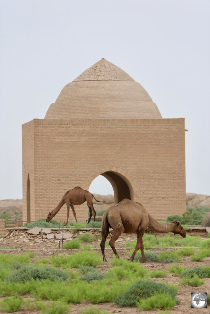 Camels grazing around an ancient structure at historic Merv.
