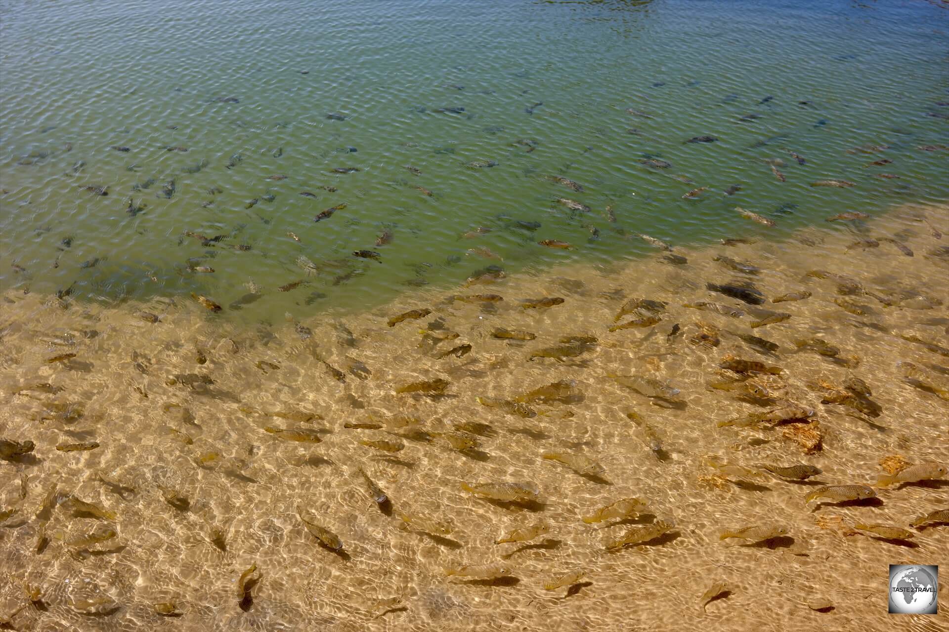 Trapped in these isolated pools for thousands of years, the fish at Imlili are considered to be relics of the past.