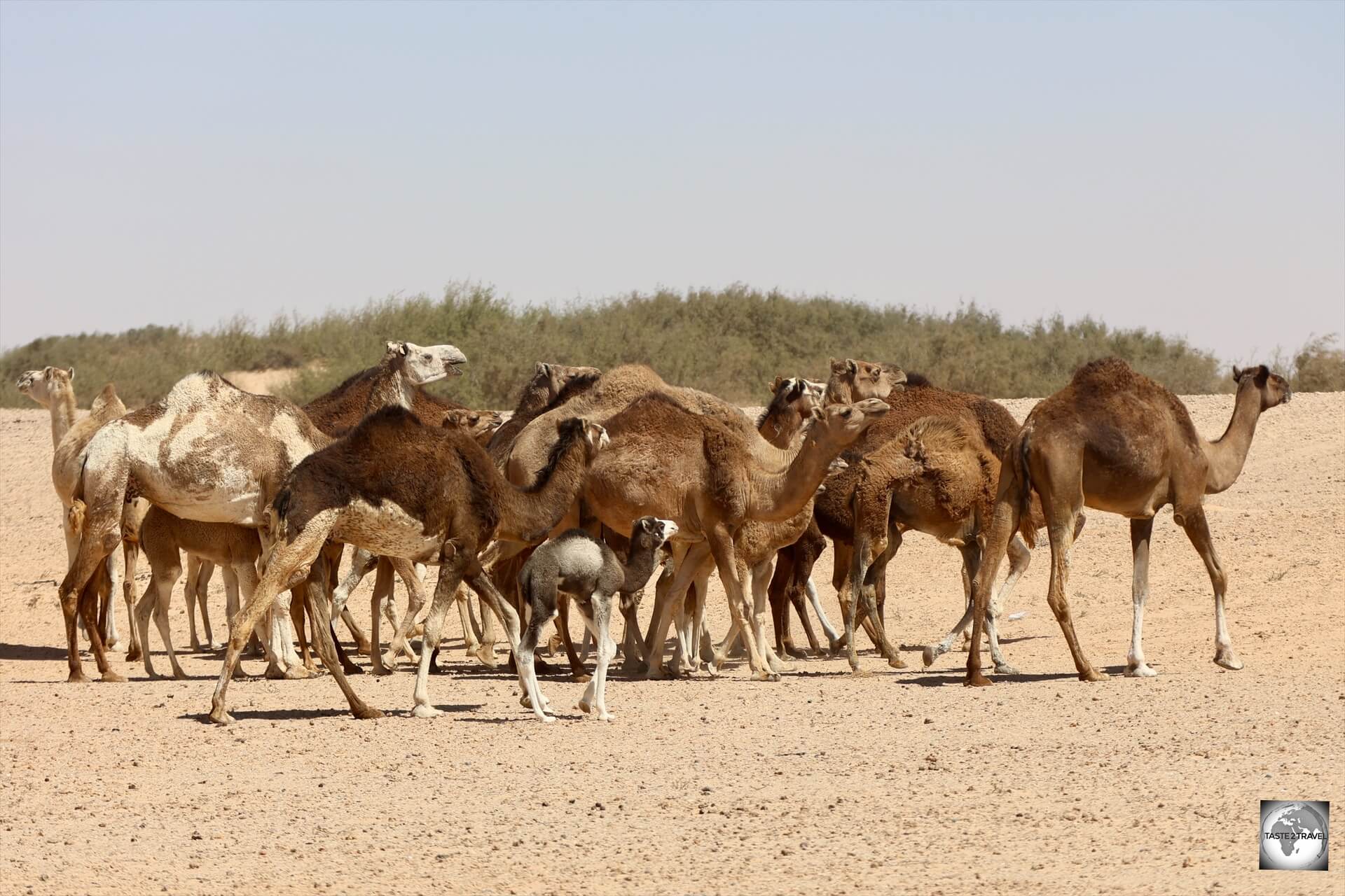 No shortage of camels in the Sahara Desert. 