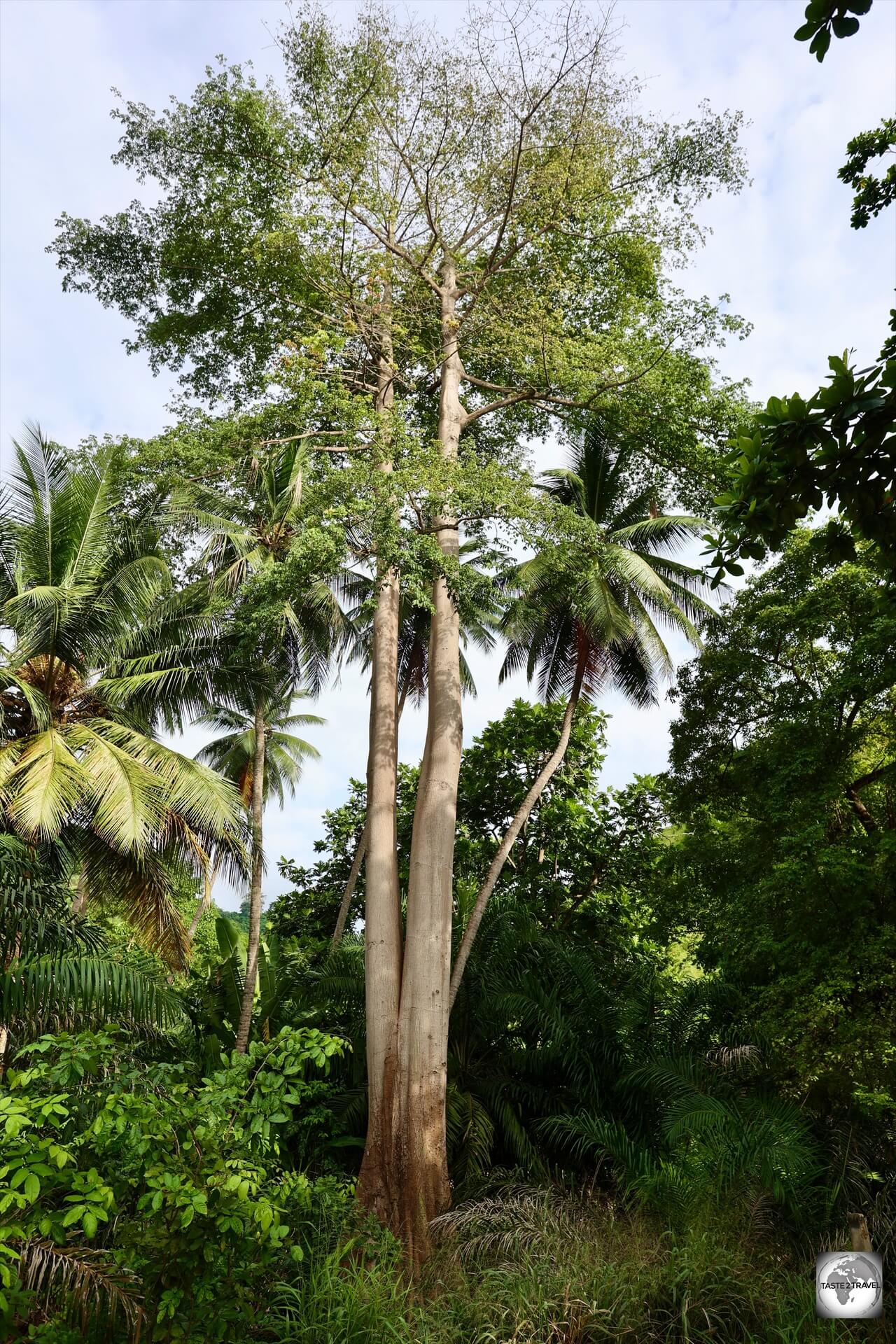 The west coast of São Tomé is lined with many majestic Ceiba trees.