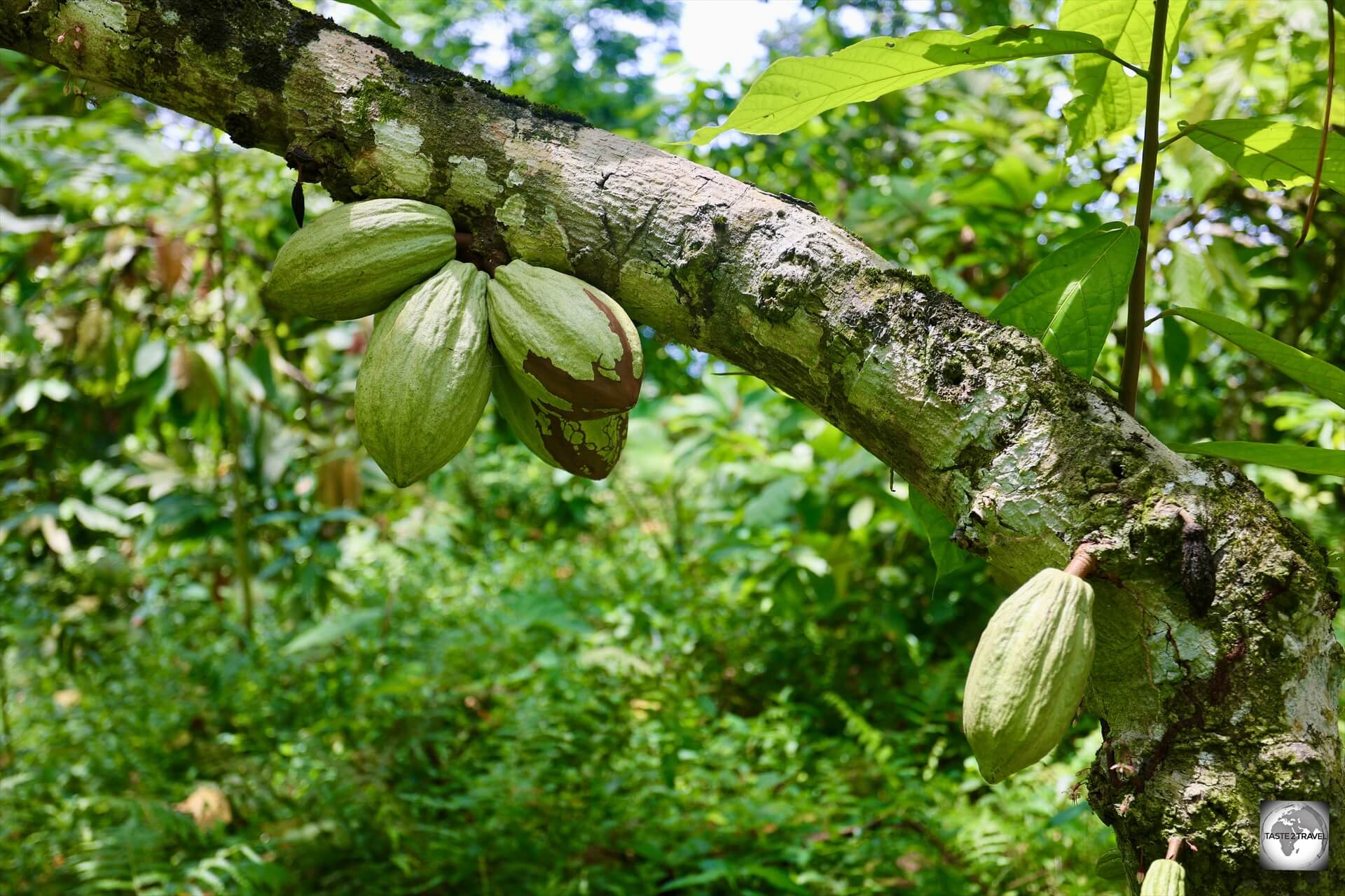 Cacao plants at the Terreiro Velho plantation on Principe.