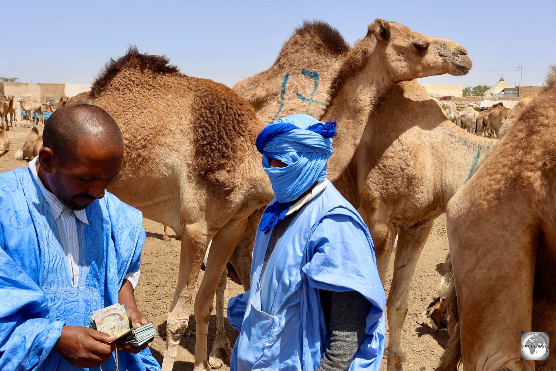 Camel traders at the Camel market in Nouakchott, the capital of Mauritania. 