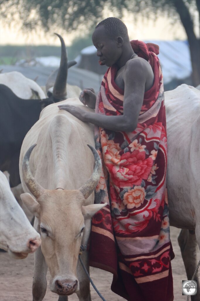 A Mundari man, rubbing cow dung ash into the hide of one of his cows.