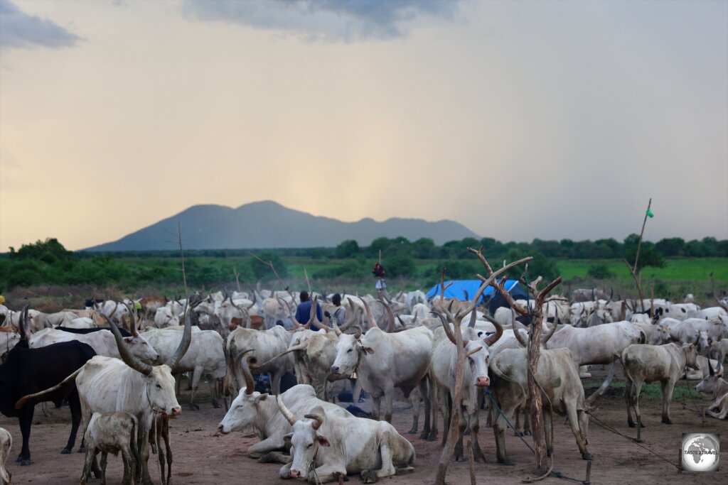 Ankole-Watusi cows at a Mundari cattle camp.