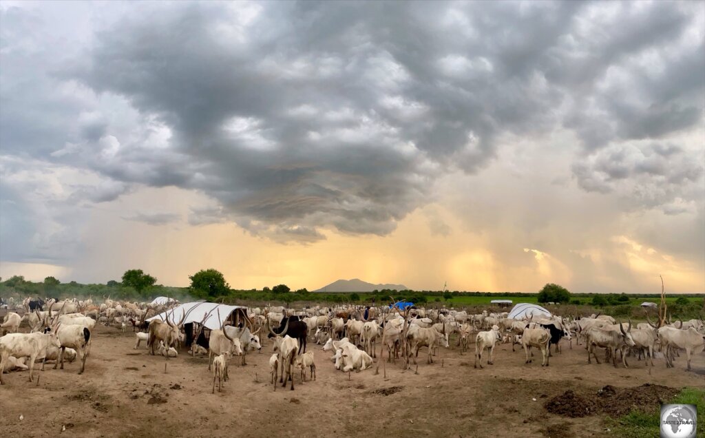 A sunset view of a Mundari cattle camp.