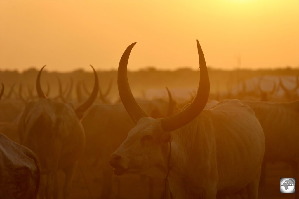 Ankole-Watusi cows at a Mundari cattle camp.